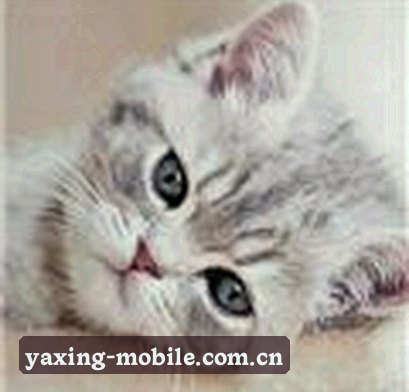 李薇